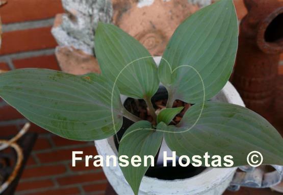 Hosta Purple Flush